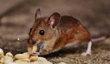 24 Hour & Emergency Exterminators in Sterling, AK